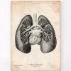 Lung Anatomy Print II 2 Lung Anatomy Print II -Codex Anatomicus Shop CA094
