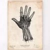 Human Hand Anatomy Print IV -Codex Anatomicus Shop CA095