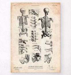 Human Skeleton Print IV