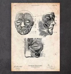 Codex Anatomicus Shop 4 Facial Muscles Anatomy Print III