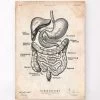 Digestive System Anatomy Print -Codex Anatomicus Shop CA104 1