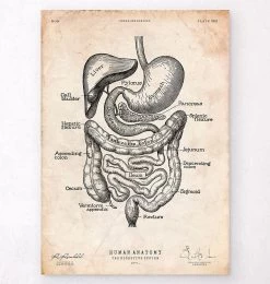 Digestive System Anatomy Print