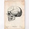 Human Skull Print IX 2 Human Skull Print IX -Codex Anatomicus Shop CA105