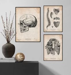 Human Skull Print IX 7 Human Skull Print IX -Codex Anatomicus Shop CA105 3