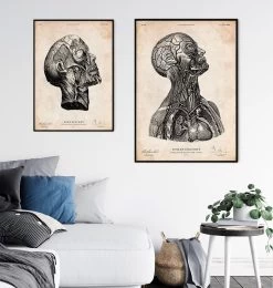 Head Anatomy Print VI -Codex Anatomicus Shop CA108 3