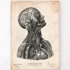 Head Anatomy Print VI -Codex Anatomicus Shop CA108 95892b72 a8a1 4179 9d26 c0f6c68b581a