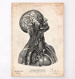 Head Anatomy Print VI