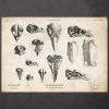 Bird Skulls Art Print 1 Bird Skulls Art Print -Codex Anatomicus Shop CA109