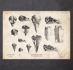 Bird Skulls Art Print