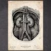 Kidney Anatomy I -Codex Anatomicus Shop CA112
