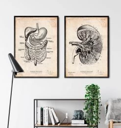 Digestive System Anatomy Print -Codex Anatomicus Shop CA114 3 d7312af0 2f87 41e5 a942 1c3e20d74c25