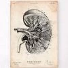 Kidney Anatomy III -Codex Anatomicus Shop CA114 13e96932 3491 40c5 8899 a2a6377911c3