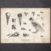 Bird Anatomy - Skulls And A Skeleton -Codex Anatomicus Shop CA117