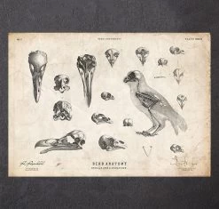 Bird Anatomy - Skulls And A Skeleton