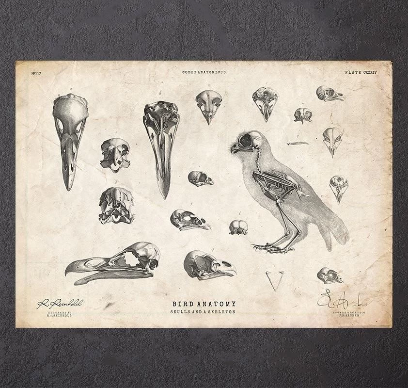 Bird Anatomy - Skulls And A Skeleton 3 Bird Anatomy - Skulls And A Skeleton