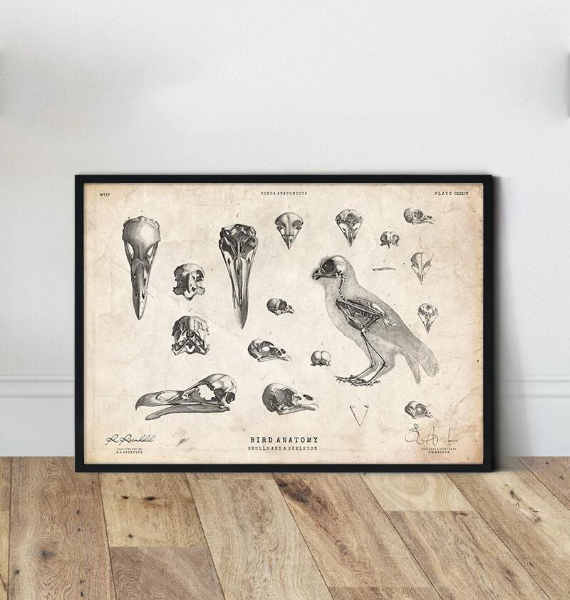 Bird Anatomy - Skulls And A Skeleton 4 Bird Anatomy - Skulls And A Skeleton - Image 2