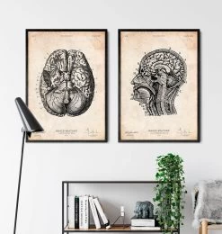 Brain Anatomy Print VI 7 Brain Anatomy Print VI -Codex Anatomicus Shop CA121 3