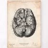 Brain Anatomy Print VI