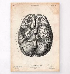 Brain Anatomy Print VI