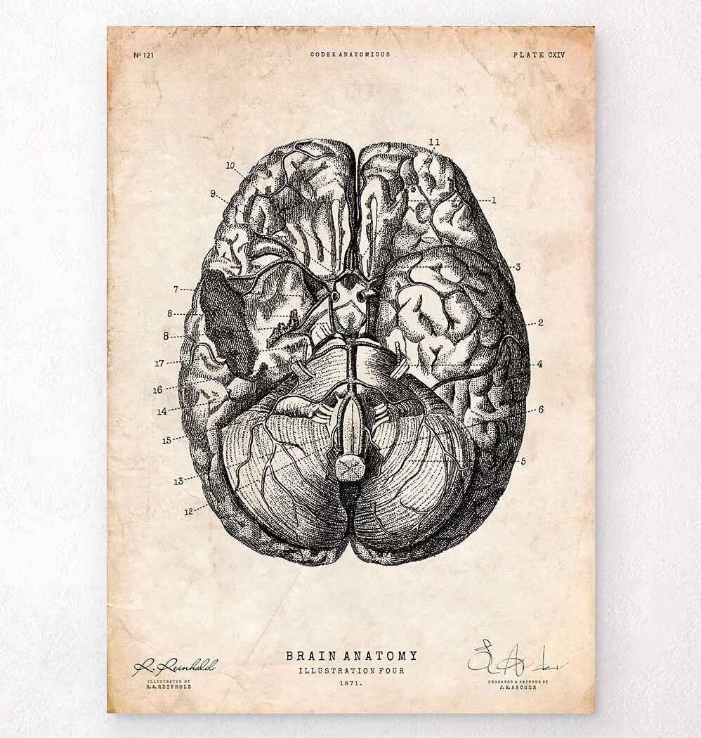 Brain Anatomy Print VI 3 Brain Anatomy Print VI