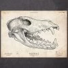 Wolf Skull -Codex Anatomicus Shop CA122