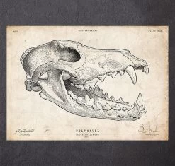Wolf Skull