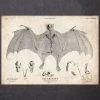 Bat Anatomy -Codex Anatomicus Shop CA125