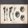 Horse Legs And Hooves Anatomy 2 Horse Legs And Hooves Anatomy -Codex Anatomicus Shop CA128