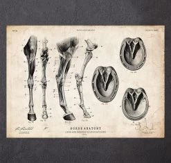 Horse Legs And Hooves Anatomy