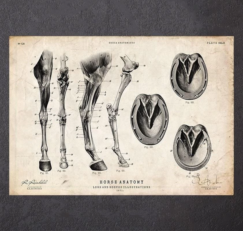Horse Legs And Hooves Anatomy 3 Horse Legs And Hooves Anatomy