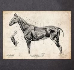 Horse Anatomy II