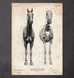 Horse Anatomy III