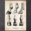 Horse Hooves Anatomy