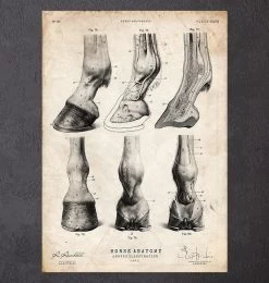 Horse Hooves Anatomy