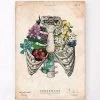 Rib Cage II - Floral - Vintage -Codex Anatomicus Shop CA134 38f9e4e5 1e97 41ff 9727 4033a0a500d8
