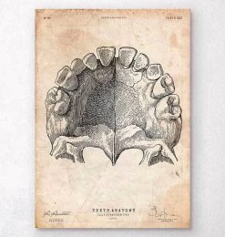 Teeth Anatomy Art Print