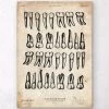 Teeth Chart Art Print -Codex Anatomicus Shop CA137