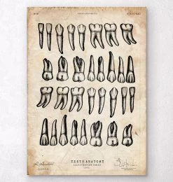 Teeth Chart Art Print