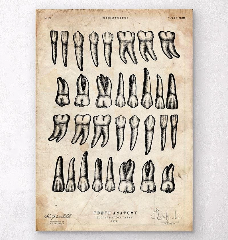 Teeth Chart Art Print 3 Teeth Chart Art Print