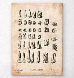 Antique Teeth Chart Print