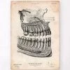 Dental Anatomy Poster -Codex Anatomicus Shop CA139 d44542f5 66e0 4b29 94f7 88ca844b482d
