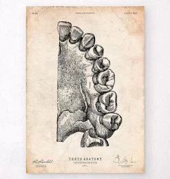 Dental Anatomy Art