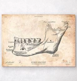 Teeth And Jaw Bone Anatomy Print