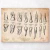 Teeth Anatomy Chart 1 Teeth Anatomy Chart -Codex Anatomicus Shop CA142 3d9f1c07 1f16 4a07 8da7 485b087ebc81