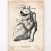 Heart Anatomy Poster -Codex Anatomicus Shop CA144 3e96d3bb 8985 4718 9774 13195a84161e