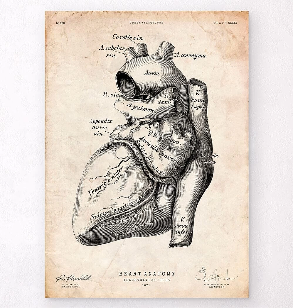 Heart Anatomy Poster 3 Heart Anatomy Poster