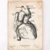 Heart Anatomy Poster II -Codex Anatomicus Shop CA145 7161ad9b 1a8b 46ea 9228 0e16fc16e987