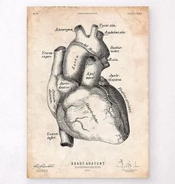 Heart Anatomy Poster II