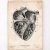 Heart Section Art Print II 1 Heart Section Art Print II -Codex Anatomicus Shop CA146 72acff29 da88 4a30 b4e1 34ff5b24585e