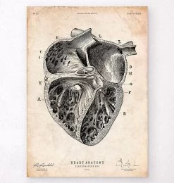 Heart Section Art Print II
